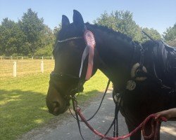 dressage horse Fabina 11 (Westphalian, 2017, from For Dance)