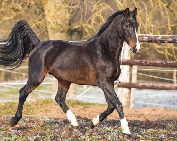 stallion Quannan-R (Belgium Sporthorse, 2000, from Kannan)