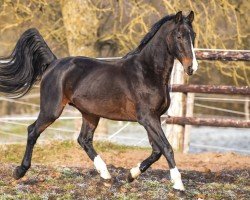 stallion Quannan-R (Belgium Sporthorse, 2000, from Kannan)