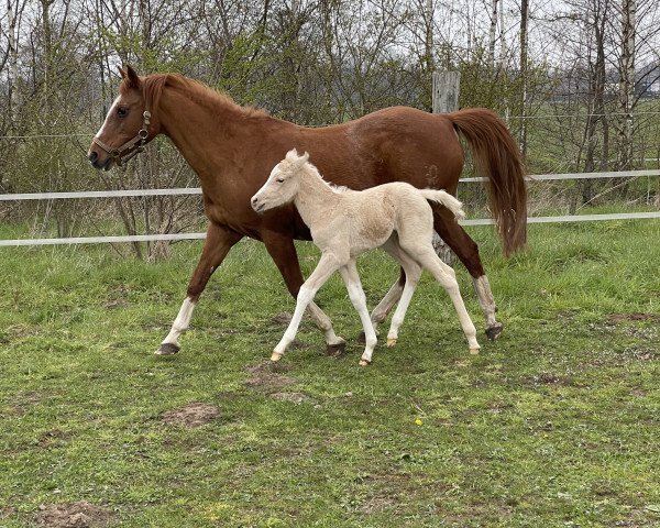 broodmare The last of New Star (German Riding Pony, 1997, from New Star)