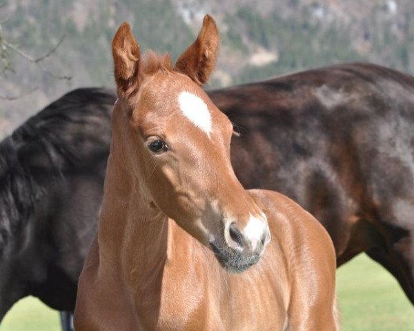 stallion HF. v. Vivino (Austrian Warmblood, 2021, from Vivino)