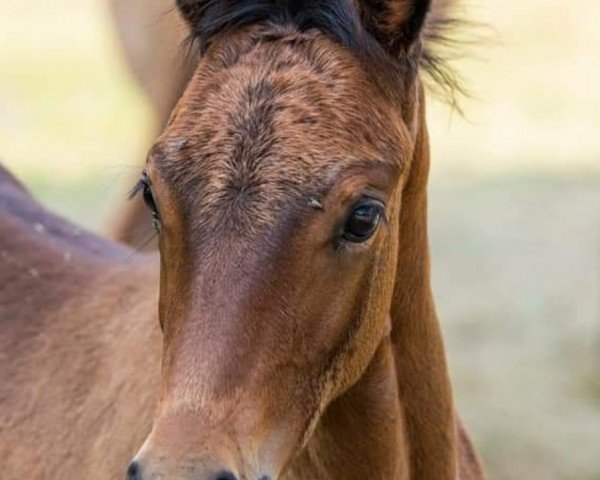 eventing horse Venustas Cool Dreamy (German Riding Pony, 2020, from Venustas Cool Edition)