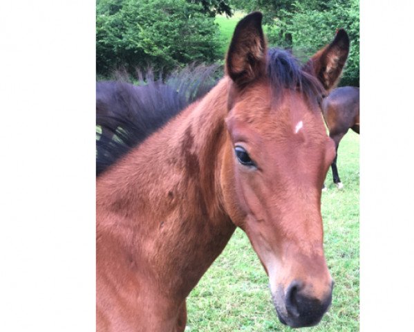 dressage horse Mephisto (Westphalian, 2017, from E.H. Millennium)