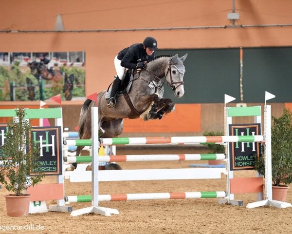 Springpferd Stakko Coeur (Oldenburger Springpferd, 2014, von Stakkato Gold)