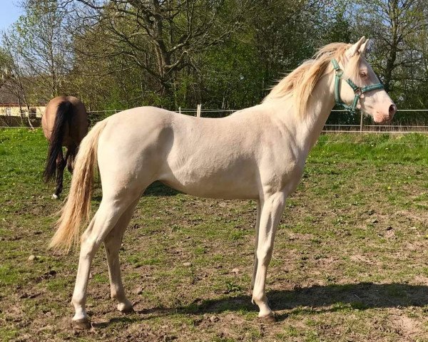 horse Venustas White Pearl (German Riding Pony,  , from Da Silva AT)
