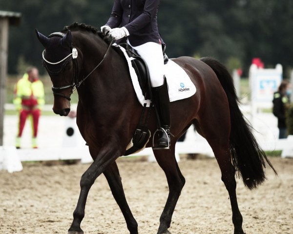Dressurpferd Alma Lee (Rheinländer, 2010, von Alvarino 2)