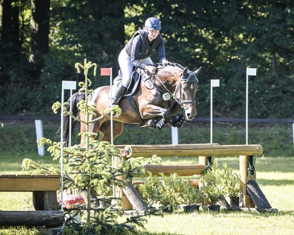 jumper Ulan van Schotten (Holsteiner, 2020, from UNITED WAY)