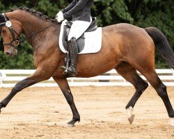 broodmare Rock my Heart 8 (German Sport Horse, 2015, from Rock Amour)