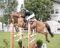 Springpferd Dagostino 14 (Oldenburger, 2011, von Daddy Cool)
