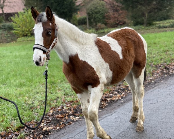 horse Mylo (Paint Horse, 2020, from Miracle Zippo Paint)
