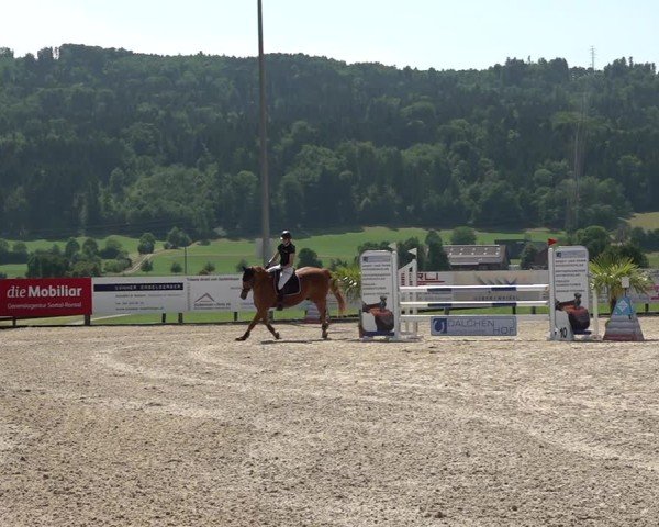 Reitturnier Hitzkirch 2025