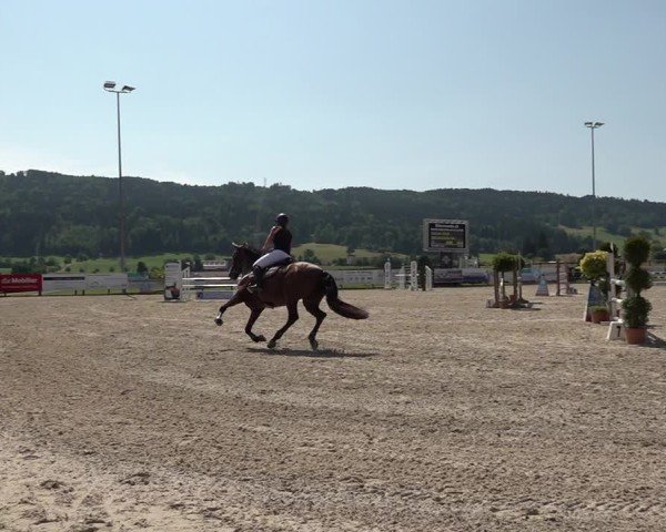 Reitturnier Hitzkirch 2025