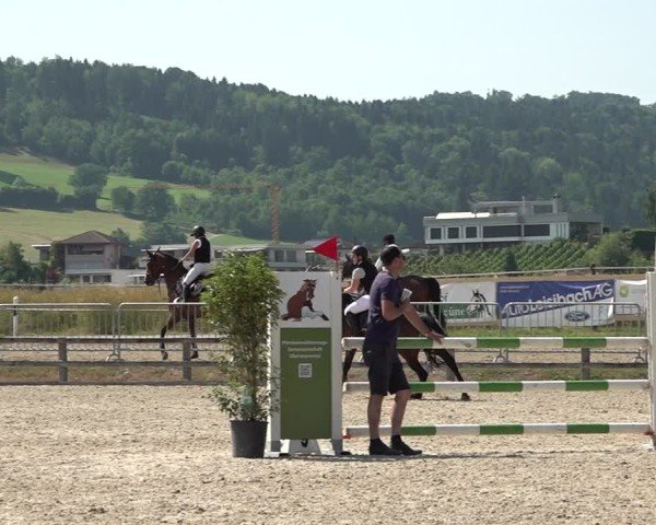 Reitturnier Hitzkirch 2025