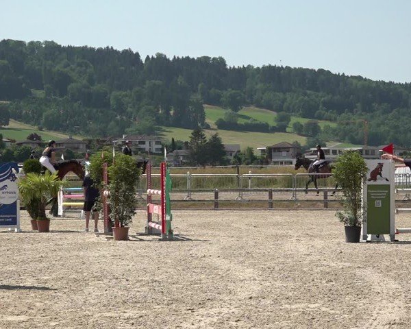Reitturnier Hitzkirch 2025