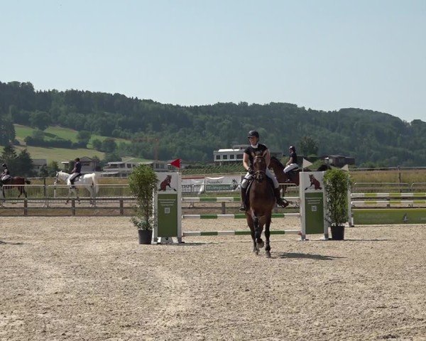 Reitturnier Hitzkirch 2025
