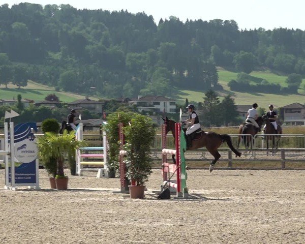 Reitturnier Hitzkirch 2025