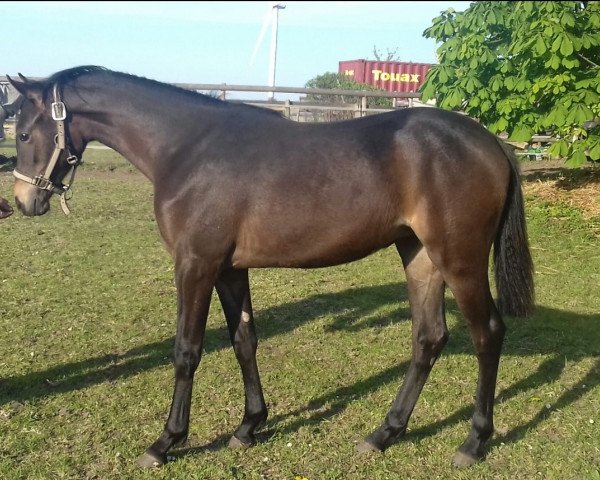 horse Rubia (German Riding Pony, 2019, from Venustas Cool Edition)