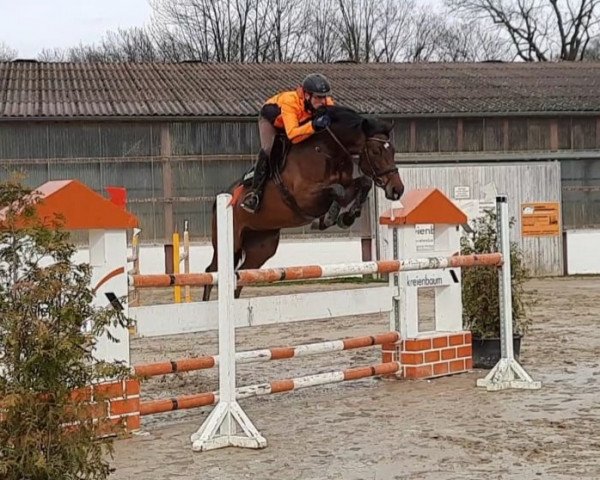 broodmare Cat Ballou B (Westphalian, 2015, from Casiro I)