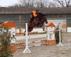 broodmare Cat Ballou B (Westphalian, 2015, from Casiro I)