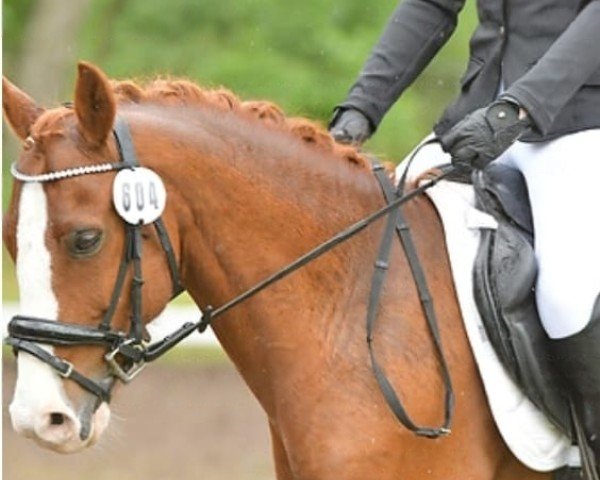 jumper Wadacre Super Trooper (UK Pony, 2009, from Sarkozy 3)