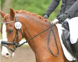 jumper Wadacre Super Trooper (UK Pony, 2009, from Sarkozy 3)