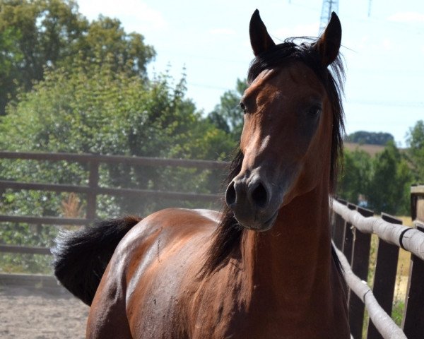 stallion Nile Jawhar (Arabian purebred, 2013, from Nile P)