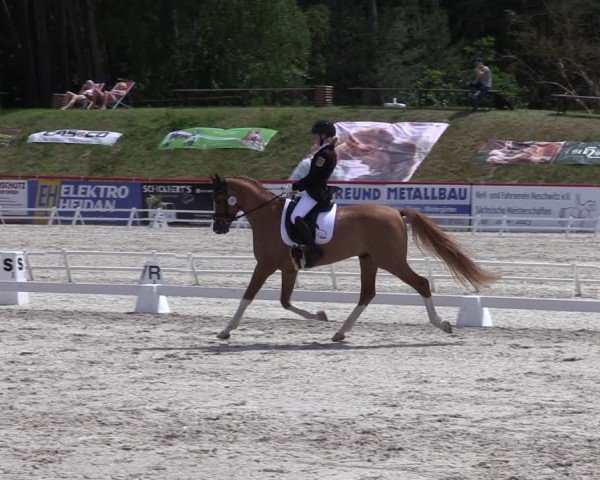 Reitturnier Holschdubrau 2025