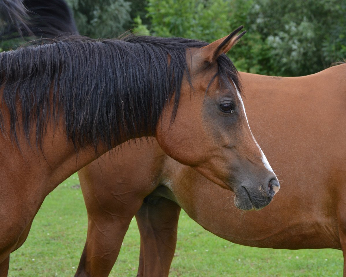 broodmare DSA Monique (Arabian purebred, 2001, from Najiy ox)