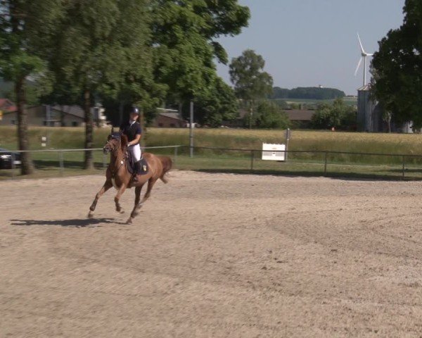 Reitturnier Rot am See- Musdorf 2025