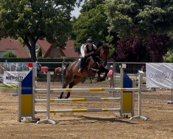 jumper Eine Wie Keine 18 (Holsteiner, 2018, from Catoki)