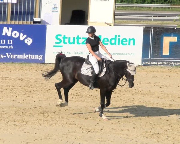 Reitturnier Wädenswil 2025