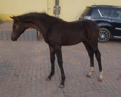 horse Frija (Oldenburg, 2020, from Finest)