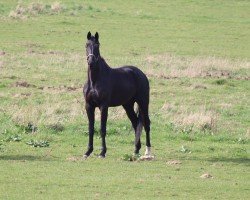 dressage horse Derano 12 (Mecklenburg, 2020)
