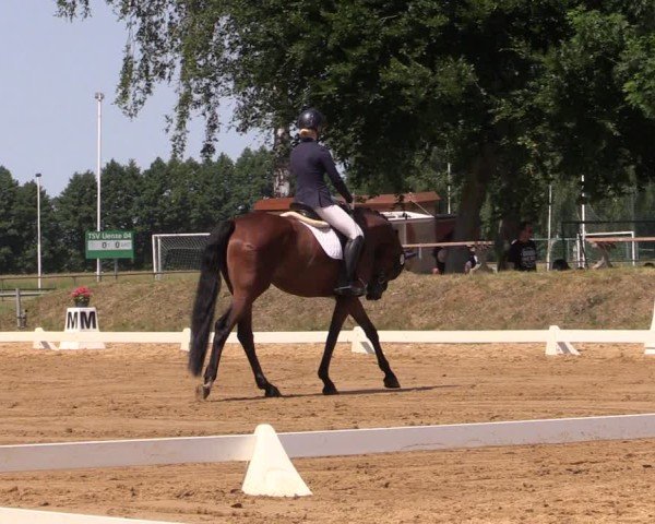 Reitturnier Uenze 2025