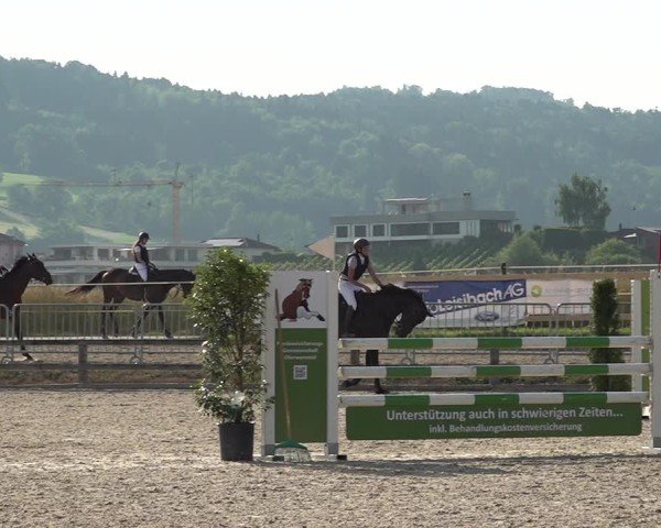 Reitturnier Hitzkirch 2025