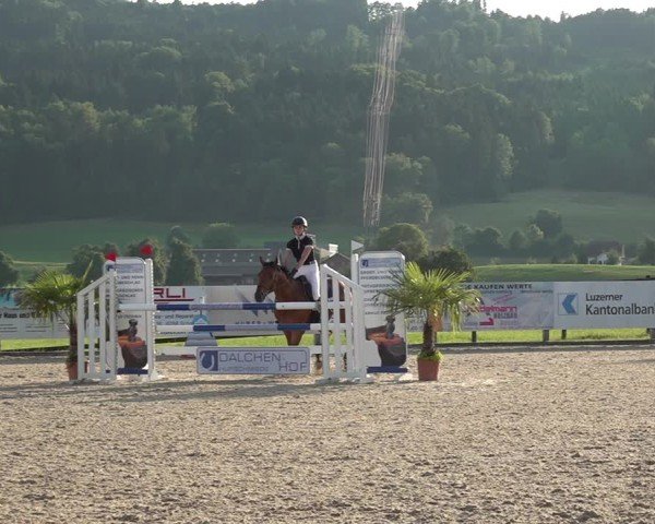 Reitturnier Hitzkirch 2025