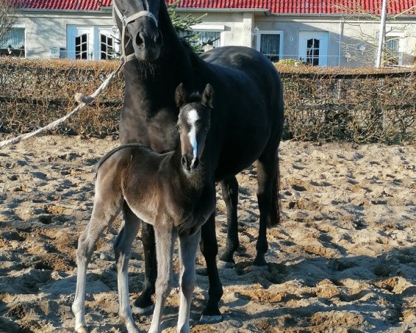 horse Dancier Gold x Dressage Royal (Oldenburg, 2021, from Dancier Gold FRH)