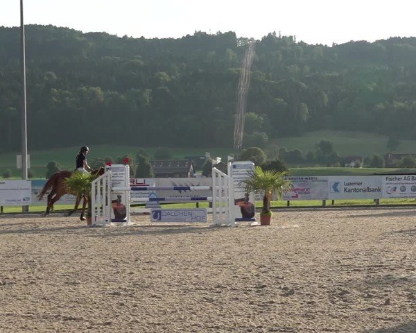 Reitturnier Hitzkirch 2025