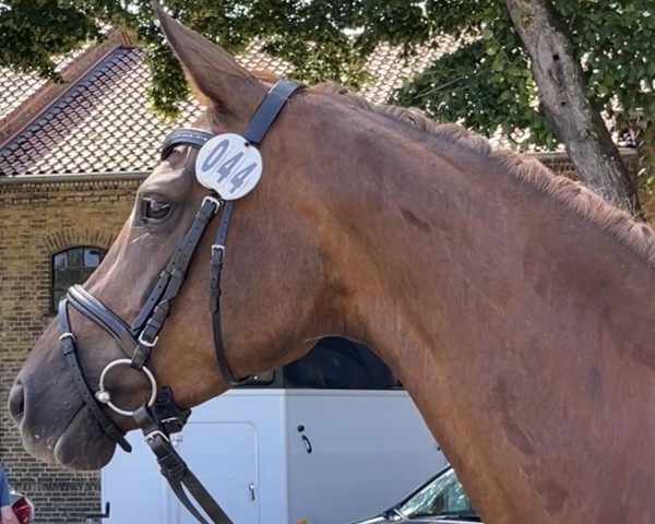 broodmare First Symphony (Westphalian, 2020, from First Deal)