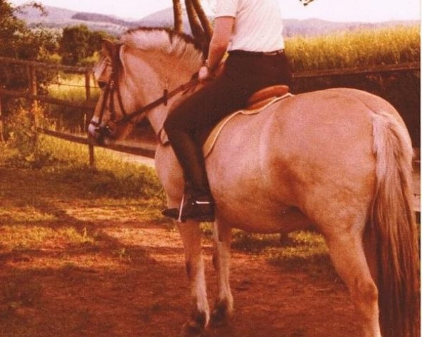 Caballo de Doma Lino (desconocido,  )