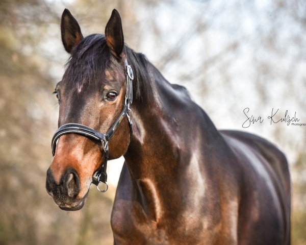 jumper Ludger 25 (unknown, 2014)