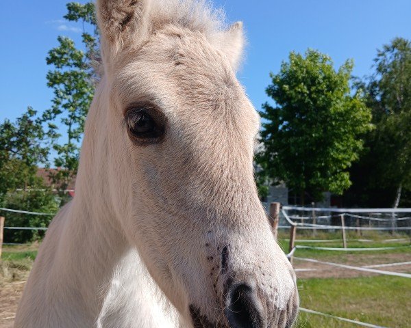 foal by Deimos (Fjord Horse, 2025, from Turbo Romeo N.2573)