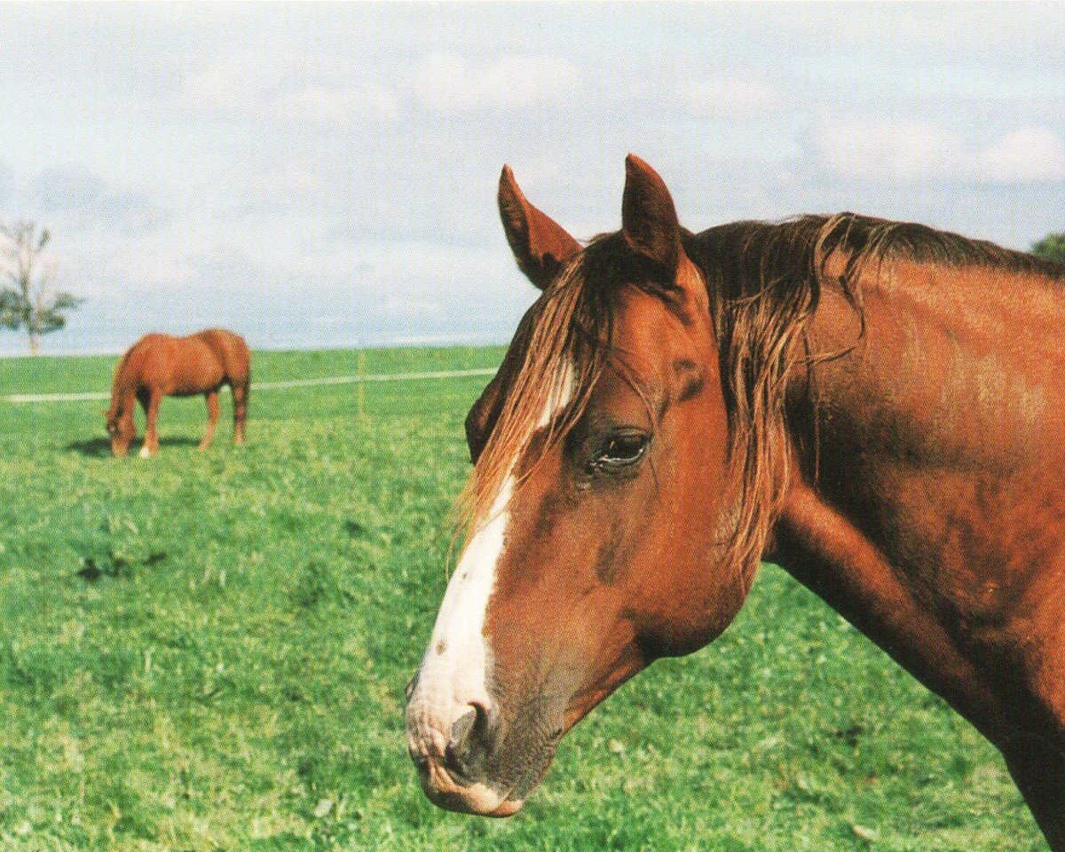 stallion Tivio Jess Flit Bar (Quarter Horse, 1986, from Frekles Tivio Jess)