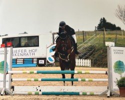 Springpferd Passcha Lady G (KWPN (Niederländisches Warmblut), 2020, von VDL Harley)