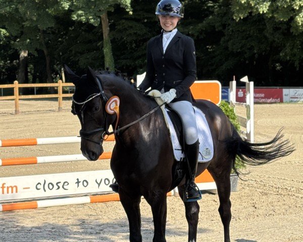 Dressurpferd Charming CL (Hannoveraner, 2019, von Central Park 6)