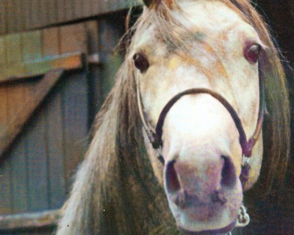 stallion Priamos (Shagya Arabian, 1989, from Nicolo)