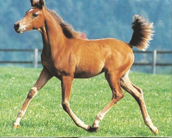 horse Tamina ox (Arabian purebred,  , from Dalia Halim EAO)