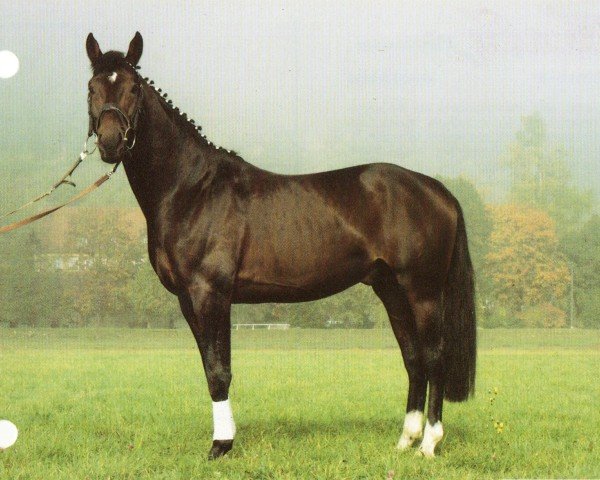 horse Abendwind 50 (Trakehner, 1990, from Lehndorff's)