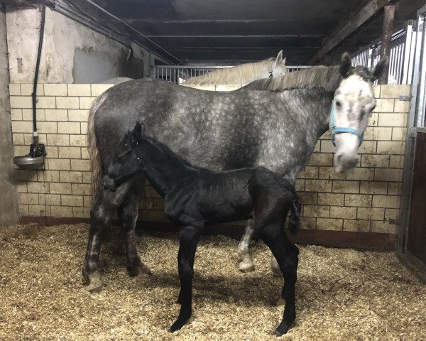 horse Carl Orff de Cologne (Holsteiner, 2021, from Calido I)
