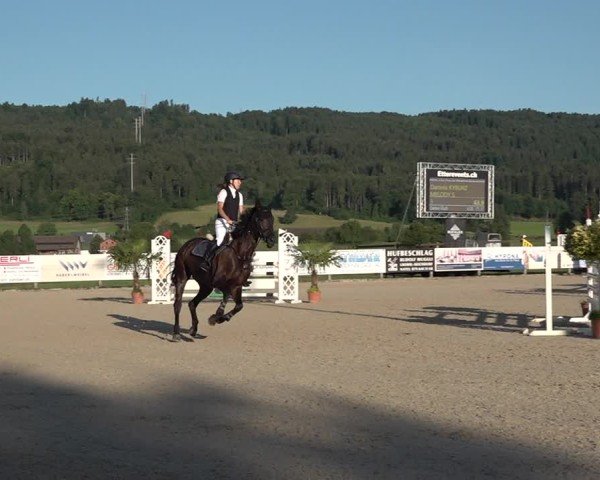 Reitturnier Hitzkirch 2025